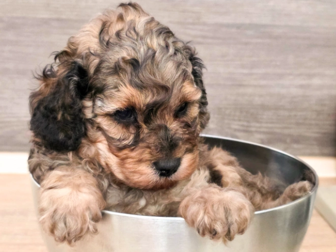 Cavapoo puppy for sale