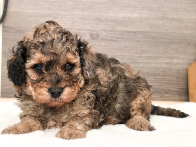 Cavapoo puppy for sale