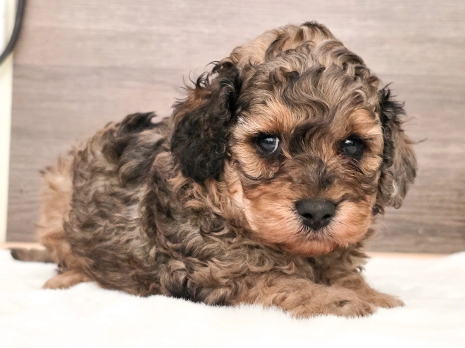 Cavapoo puppy for sale