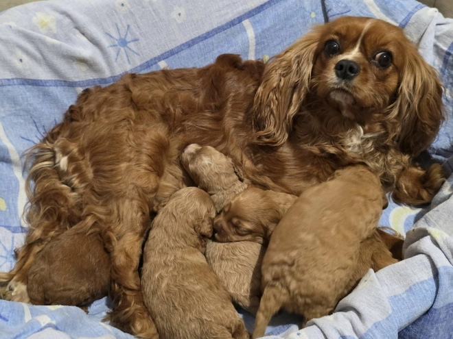 Cavapoo Welpe kaufen