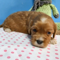 Little Sofie – F1, red Cavapoo Welpen kaufen