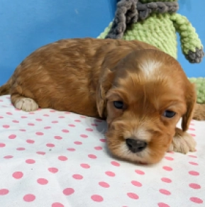 Perros Cavapoo en venta