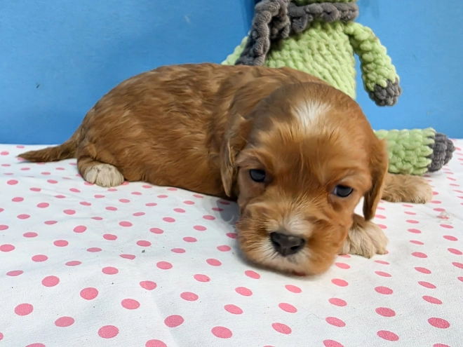 Cavapoo Welpe kaufen