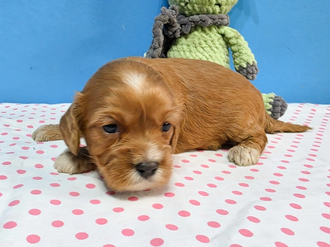 Cavapoo Welpe kaufen
