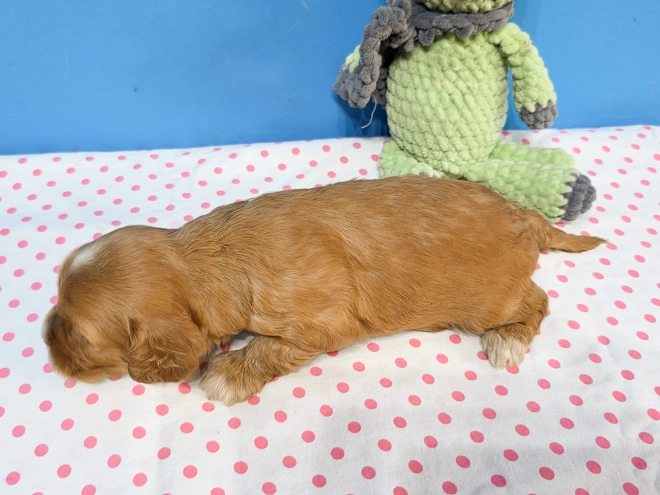 Cavapoo Welpe kaufen