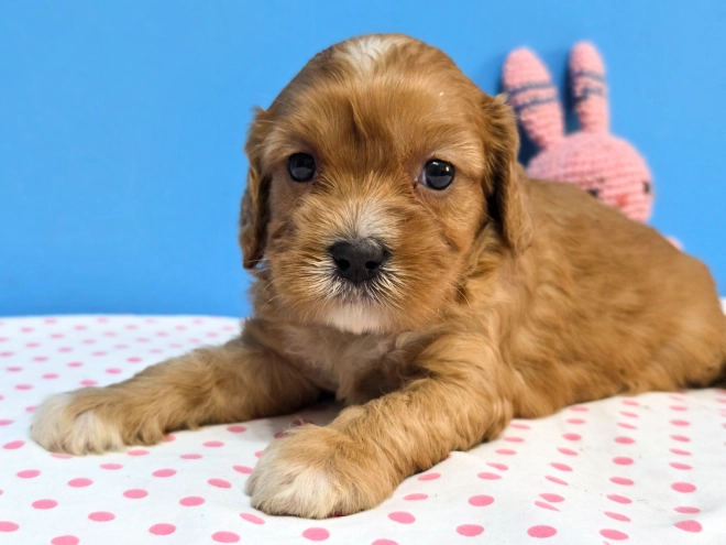 Cavapoo Welpe kaufen