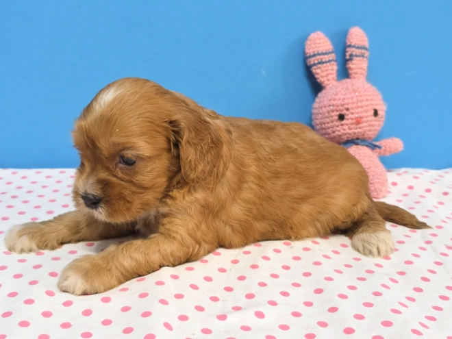 Cavapoo Welpe kaufen