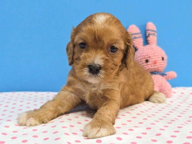 Cavapoo Welpe kaufen