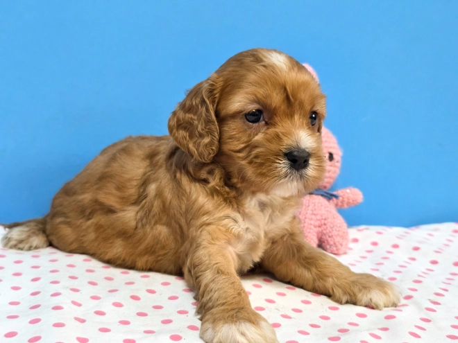 Cavapoo Welpe kaufen