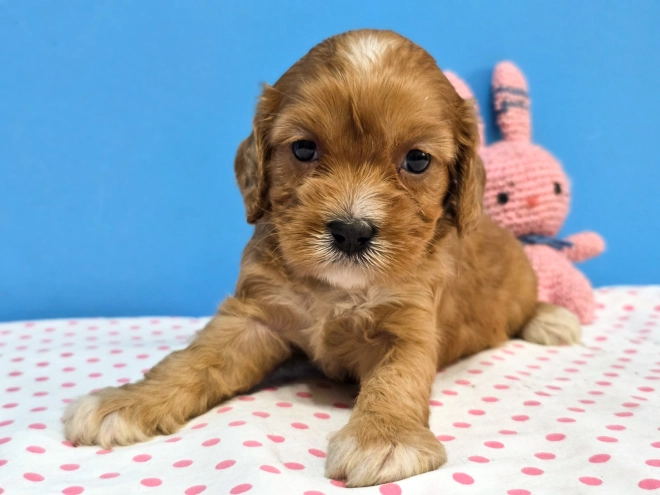 Cavapoo Welpe kaufen