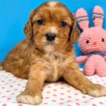 Little Sofie – F1, red Cavapoo for sale