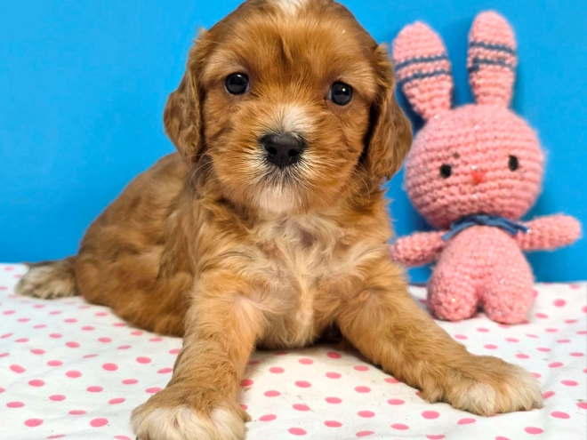 Cavapoo Welpe kaufen