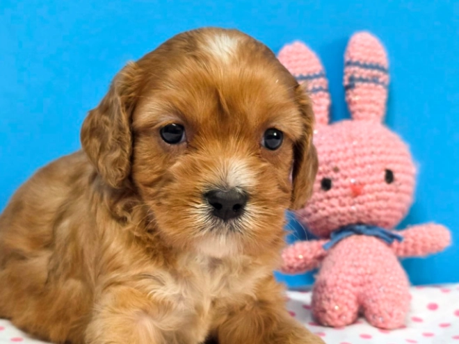 Cavapoo Welpe kaufen