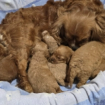 Promising F1 litter, red Cavapoo for sale