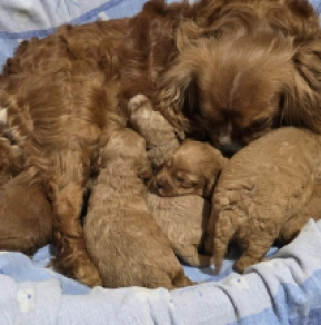 Cavapoo Welpe kaufen
