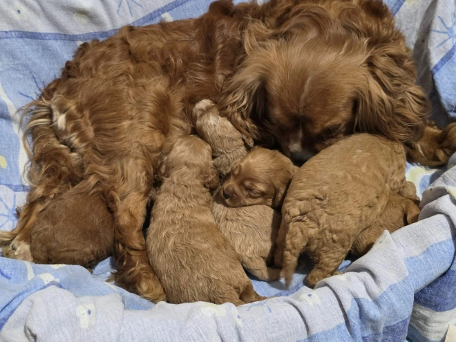 Cavapoo Welpe kaufen