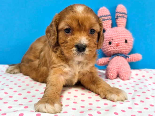 Cavapoo Welpe kaufen