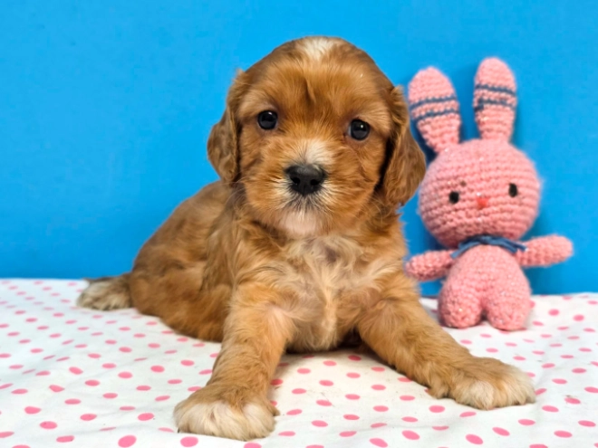 Cavapoo Welpe kaufen