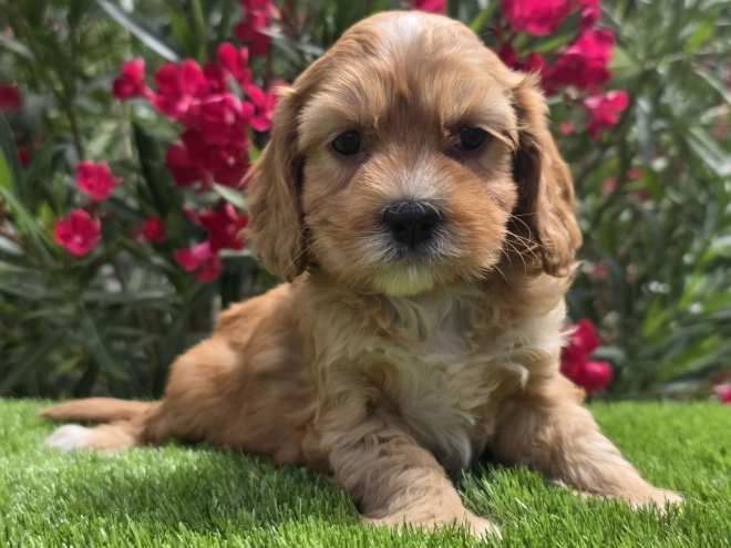 Cavapoo Welpe kaufen