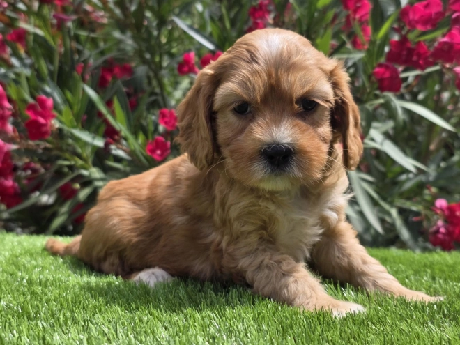 Cavapoo Welpe kaufen