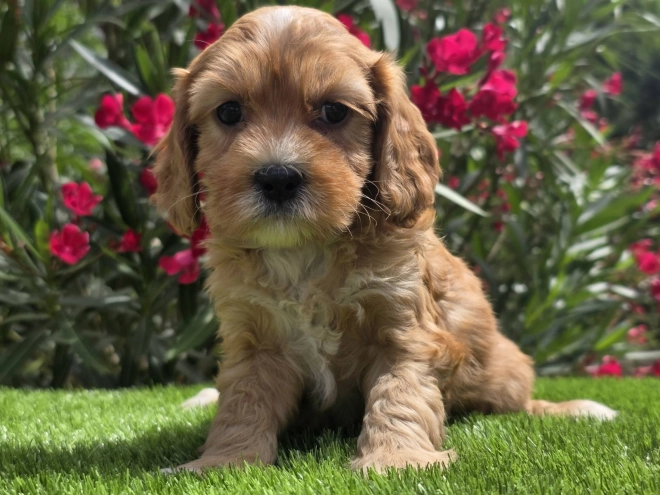 Cavapoo Welpe kaufen