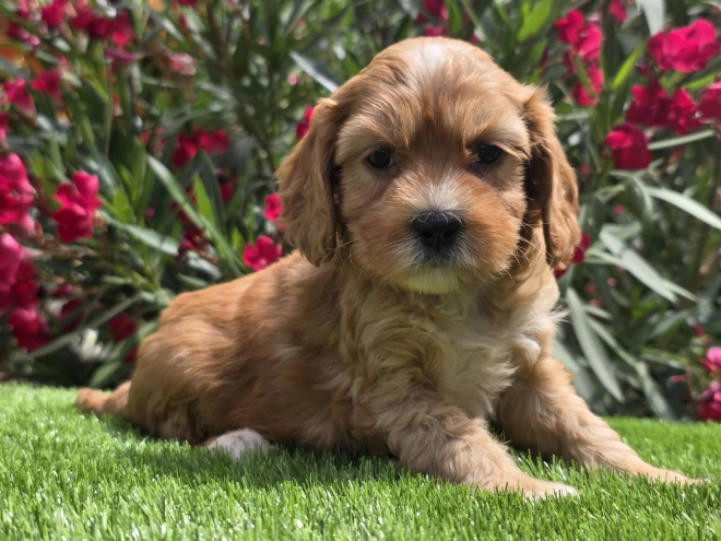 Cavapoo Welpe kaufen