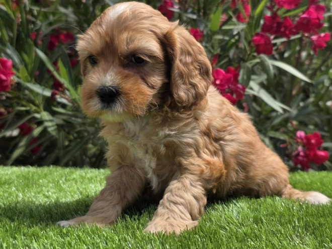 Cavapoo Welpe kaufen
