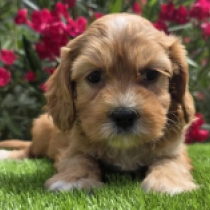 Little Sofie – F1, red Cavapoo Welpen kaufen