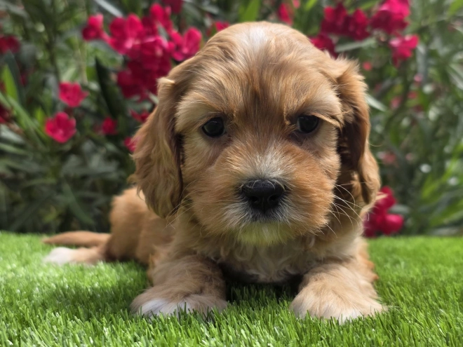 Cavapoo Welpe kaufen