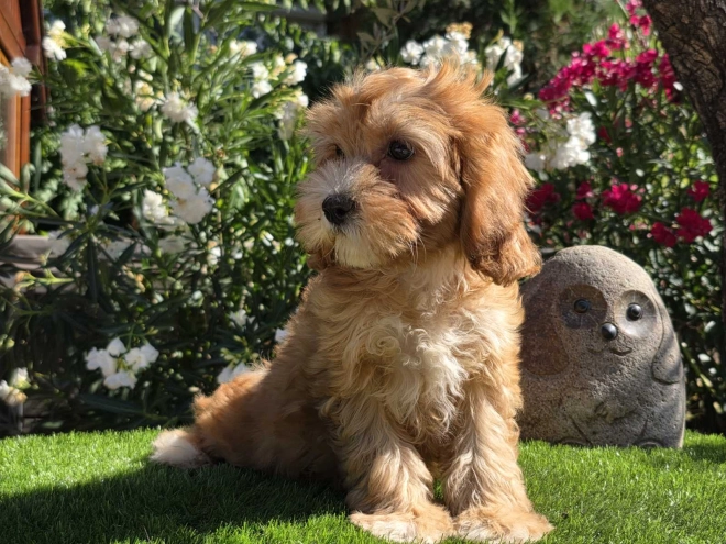 Cavapoo puppy for sale