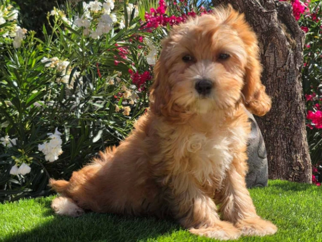 Cavapoo puppy for sale