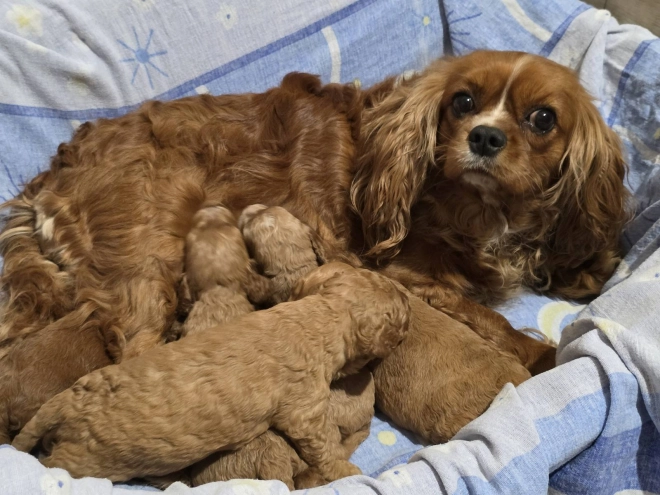 Cavapoo Welpe kaufen