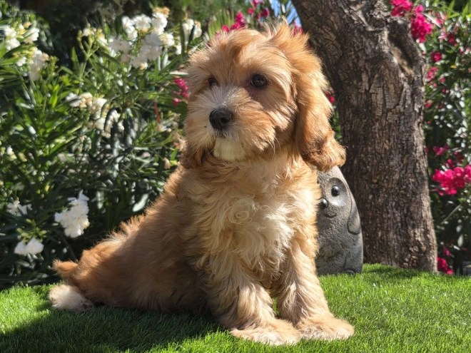 Cavapoo puppy for sale