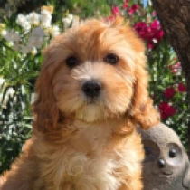 Little Sofie – F1, red Cavapoo for sale