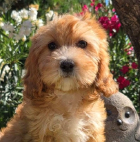 Little Sofie – F1, red Cavapoo for sale