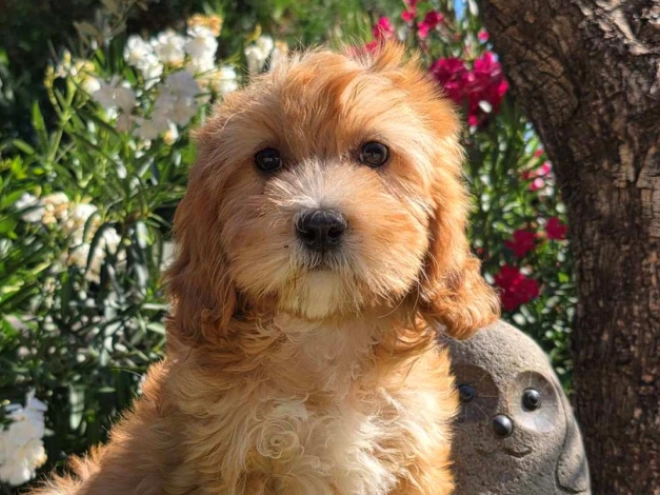 Cavapoo puppy for sale