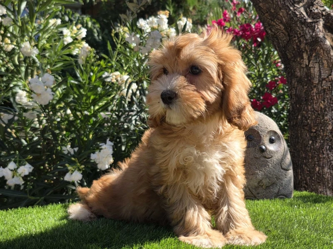 Cavapoo puppy for sale