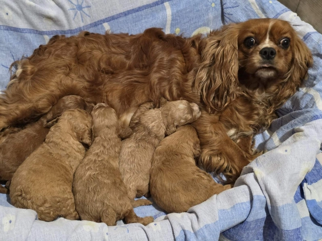 Cavapoo Welpe kaufen