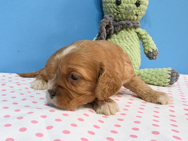 Cavapoo Welpe kaufen