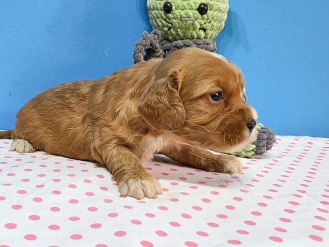 Cavapoo Welpe kaufen