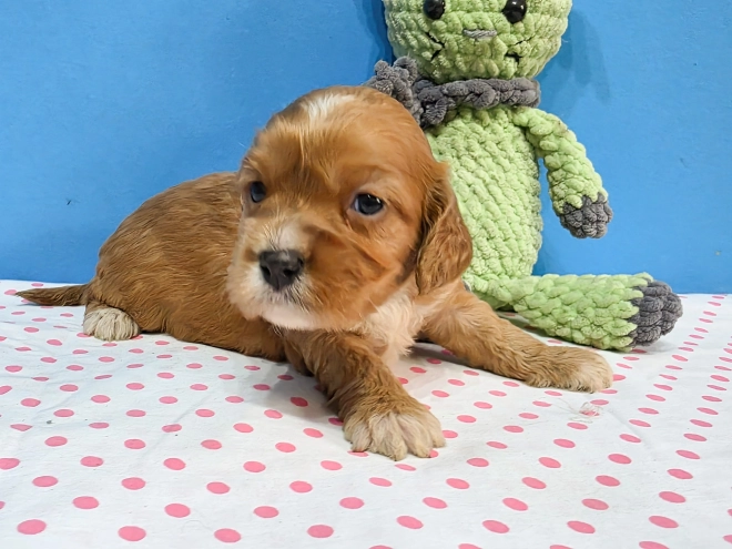 Cavapoo Welpe kaufen