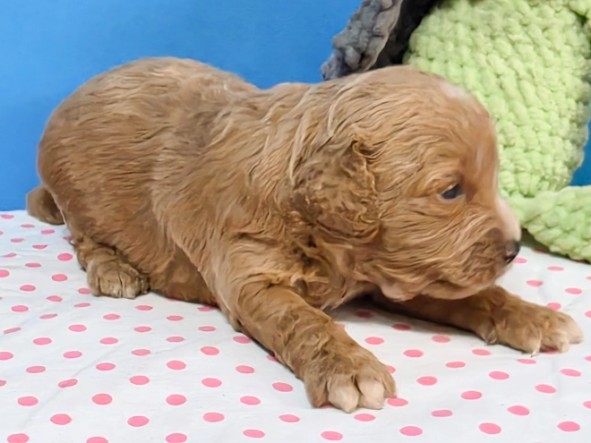 Cavapoo Welpe kaufen