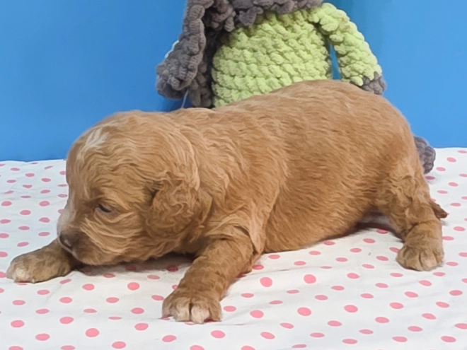 Cavapoo Welpe kaufen