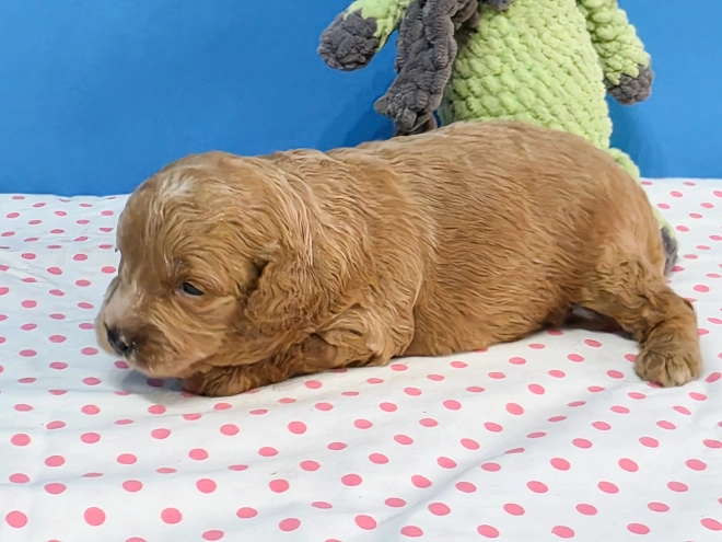 Cavapoo Welpe kaufen