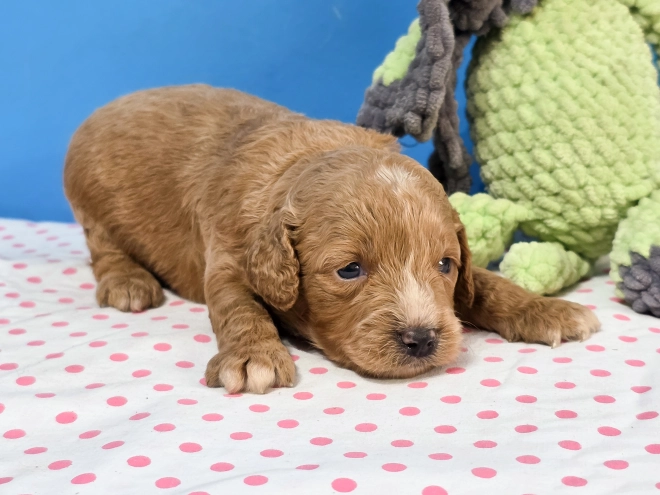 Cavapoo Welpe kaufen