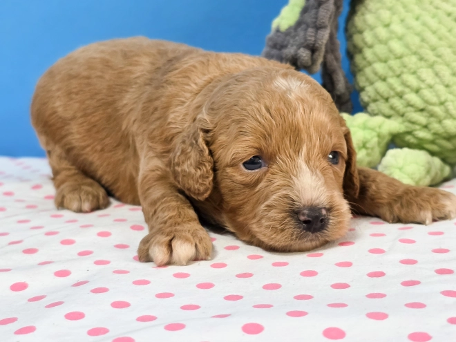 Cavapoo Welpe kaufen
