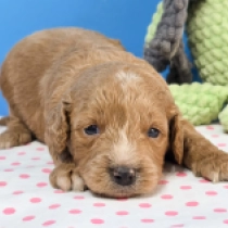Sissy – F1, red Cavapoo Welpen kaufen