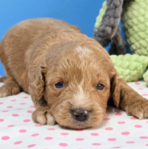 Cavapoo Welpe kaufen