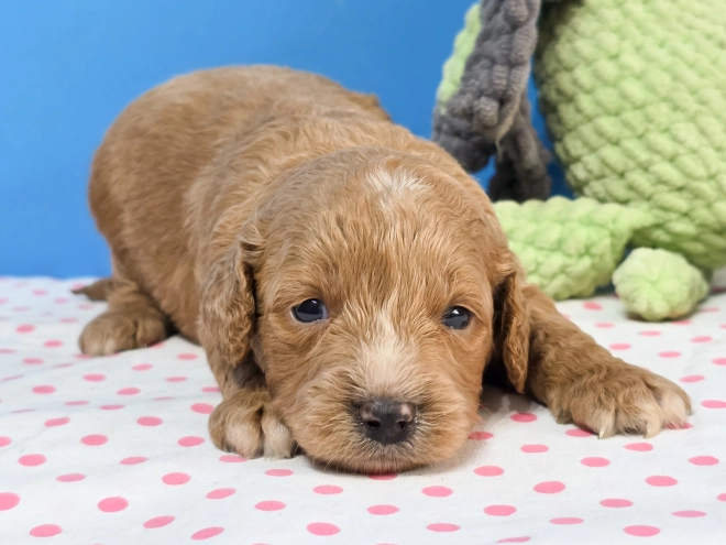 Cavapoo Welpe kaufen