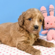 Sissy – F1, red Cavapoo for sale